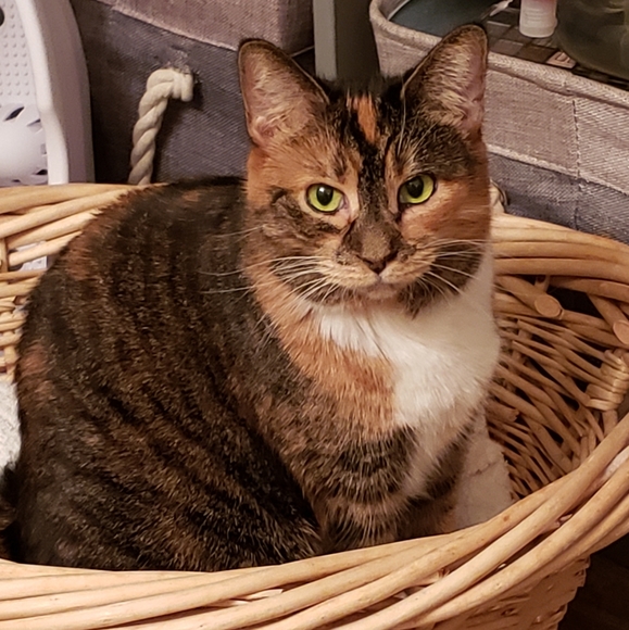 RESCUE KENTUCKY - Picture 8 of 17